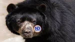 La historia del oso andino «Tupak» en Ecuador