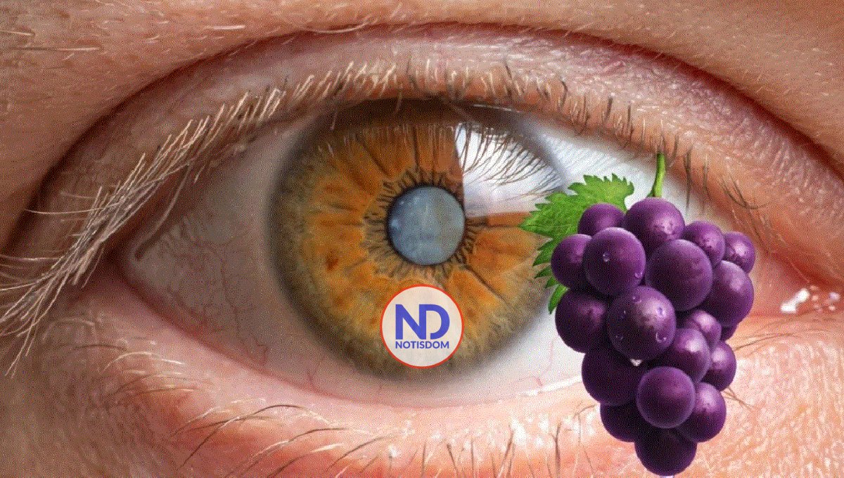 Las uvas ayudan a prevenir las cataratas y el envejecimiento de la vista 2 Las uvas ayudan a prevenir las cataratas y el envejecimiento de la vista