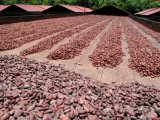 CACAO 1 Cacao premium clave para competir en mercado internacional a locales