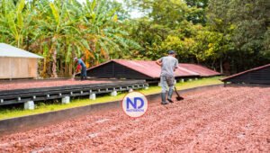 Cacao premium clave para competir en mercado internacional a locales