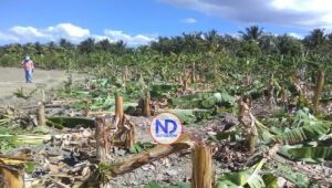 Un ventarrón destruye cientos de matas de plátano en Montecristi