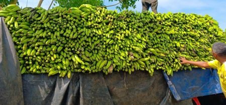 PLATANOS 5 1 Compran 14 millones plátanos a productores afectados por lluvias