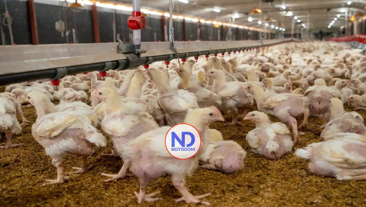 Gobierno dispone de más de RD$900 MM para pignoración de pollos