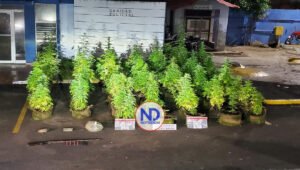 Hombre tenía en la azotea de su vivienda una plantación de marihuana en Puerto Plata 