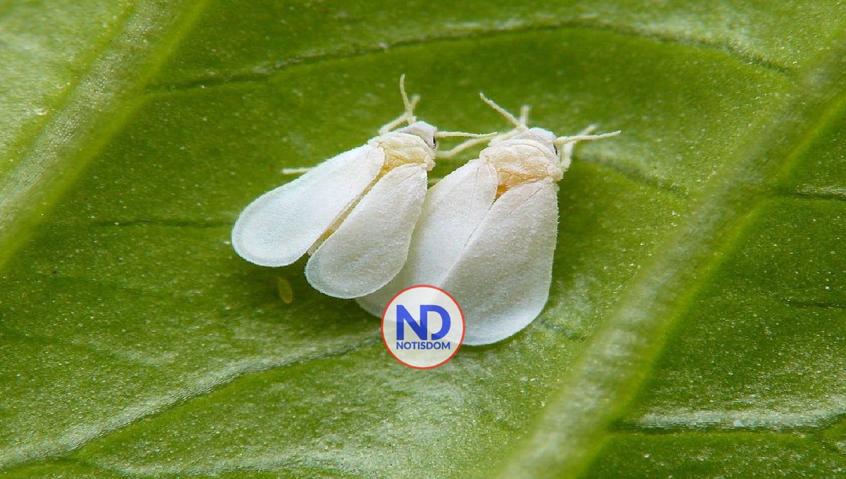 Agricultura vedará productos hospederos de mosca blanca