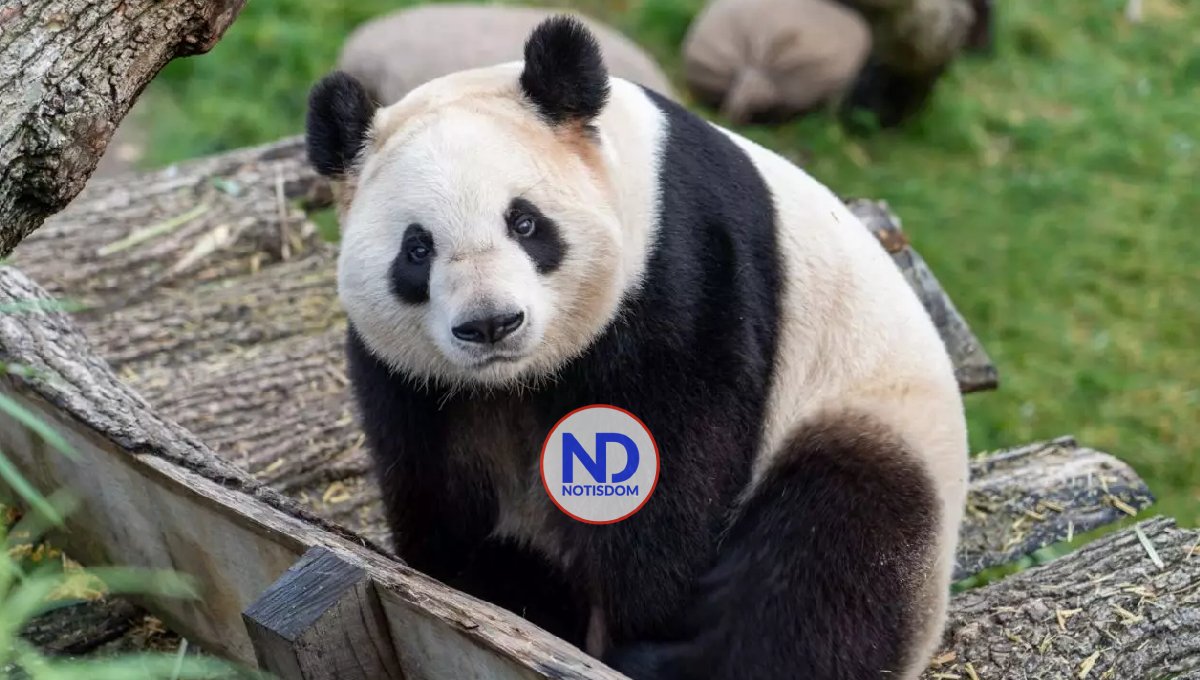 China presenta el primer oso panda virtual impulsado por IA y su metaverso 2 China presenta el primer oso panda virtual impulsado por IA y su metaverso