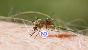 Principales factores de riesgo y síntomas de la malaria