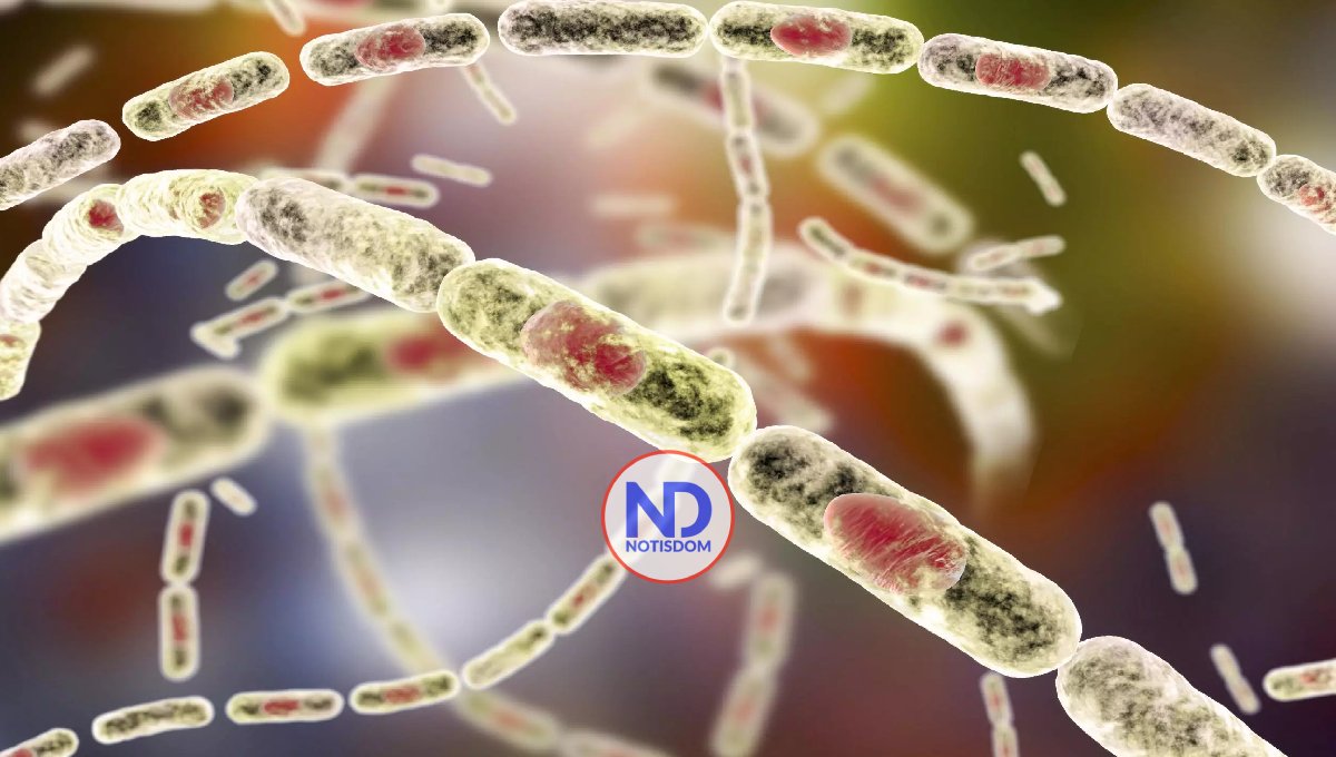 Ántrax: conoce la enfermedad, sus formas de transmisión y medidas de protección