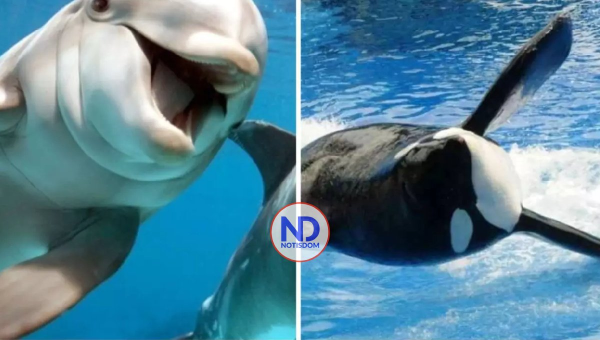 Día Mundial de las Ballenas y los Delfines