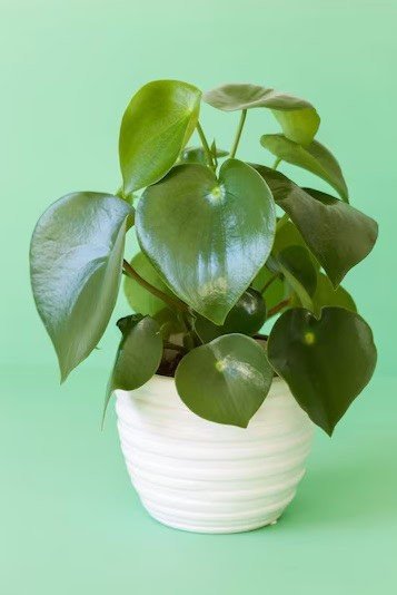 Peperomia Plantas del dinero: tres que te encantarán y dónde deberías colocarlas en tu hogar