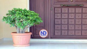 Plantas del dinero: tres que te encantarán y dónde deberías colocarlas en tu hogar