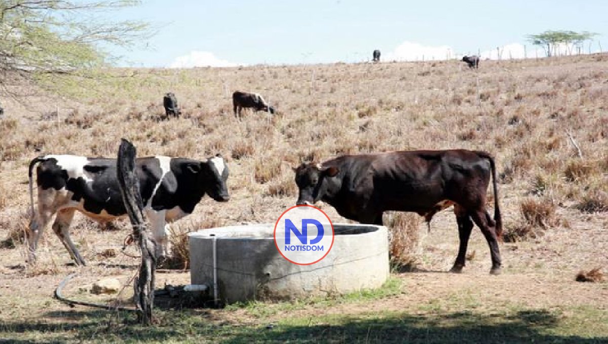 Ensilaje maíz es primordial para la producción ganadera en la RD