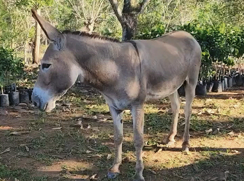 BURRO Ignacio, el burro desaparecido de Rubby Pérez, huía constantemente del terrenito del artista