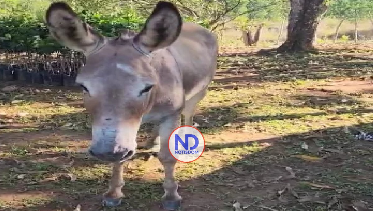 Ignacio, el burro desaparecido de Rubby Pérez, huía constantemente del terrenito del artista