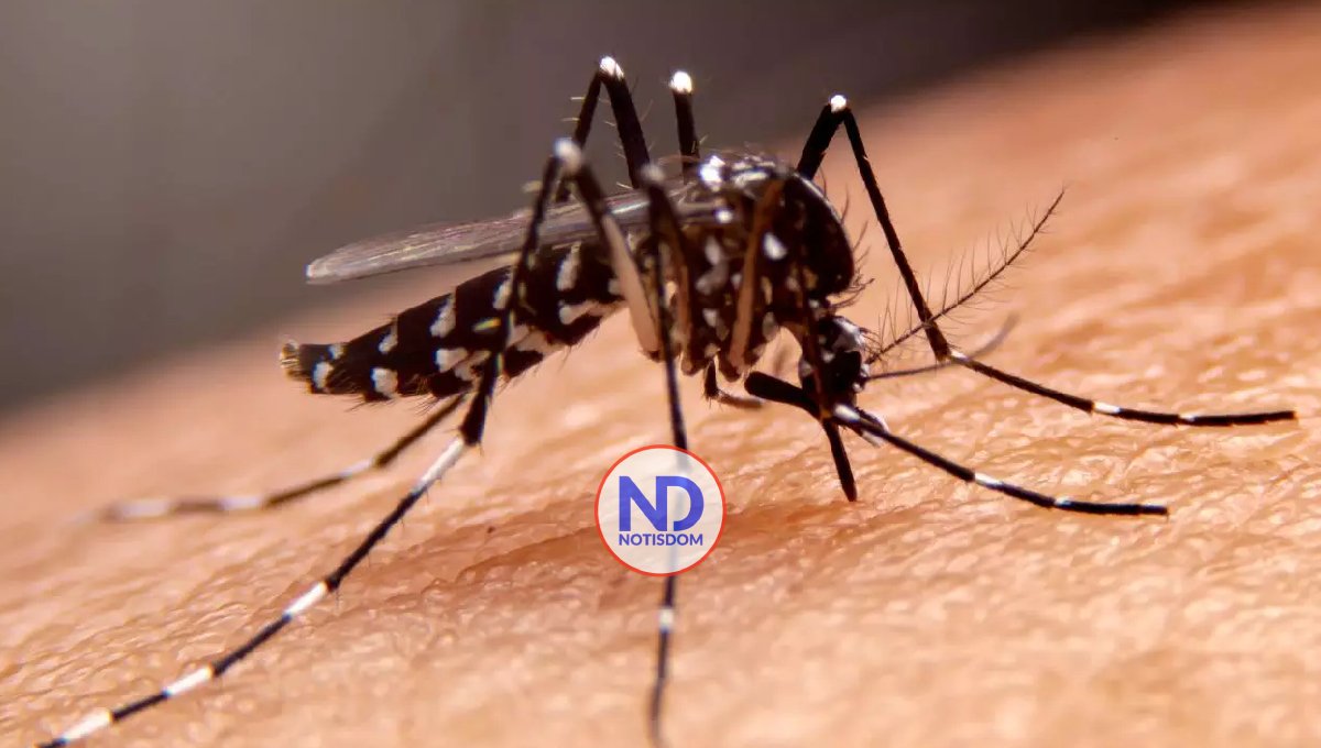 Salud Pública informa no se han reportado nuevos casos de dengue en la semana 31