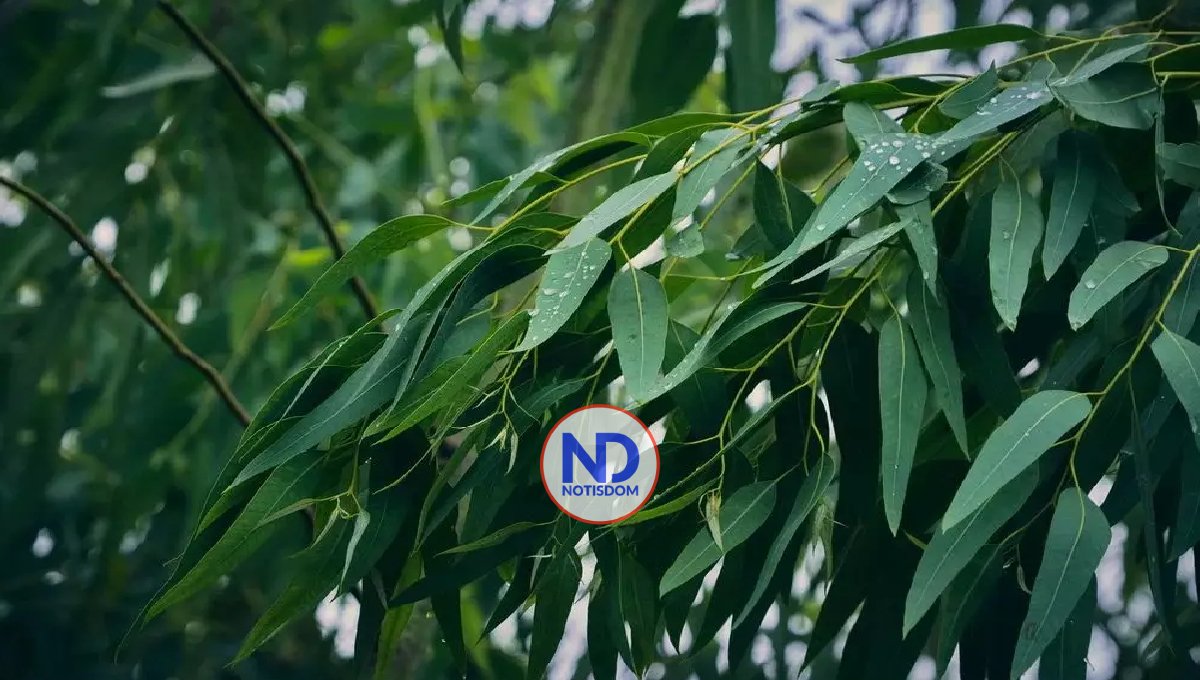 ¿Cuál es el árbol que ahuyenta a los mosquitos? 2 ¿Cuál es el árbol que ahuyenta a los mosquitos?