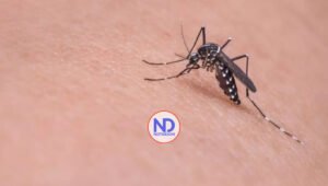 ¿Qué es el virus Oropouche y cómo protegerte?