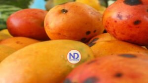 ¿Qué significan las manchas negras en los mangos?
