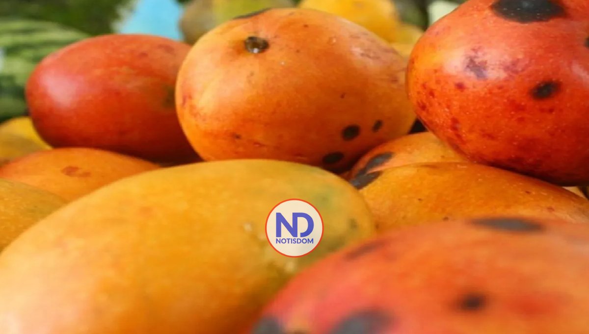 ¿Qué significan las manchas negras en los mangos?