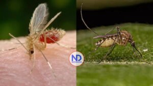 ¿Los mosquitos que transmiten el oropouche son endémicos de RD?