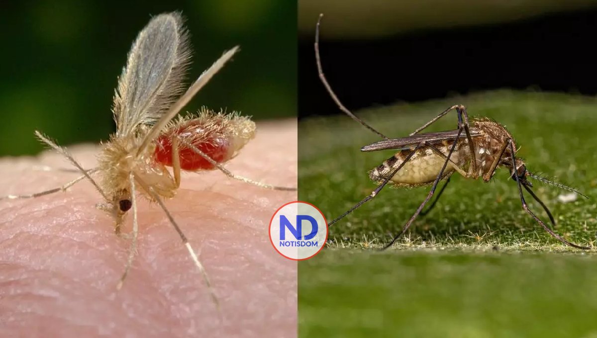 ¿Los mosquitos que transmiten el oropouche son endémicos de RD? 2 ¿Los mosquitos que transmiten el oropouche son endémicos de RD?