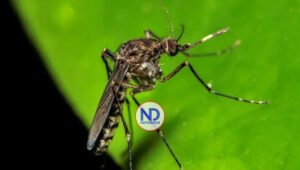 Ministerio de Salud emite alerta epidemiológica por virus «Oropouche”