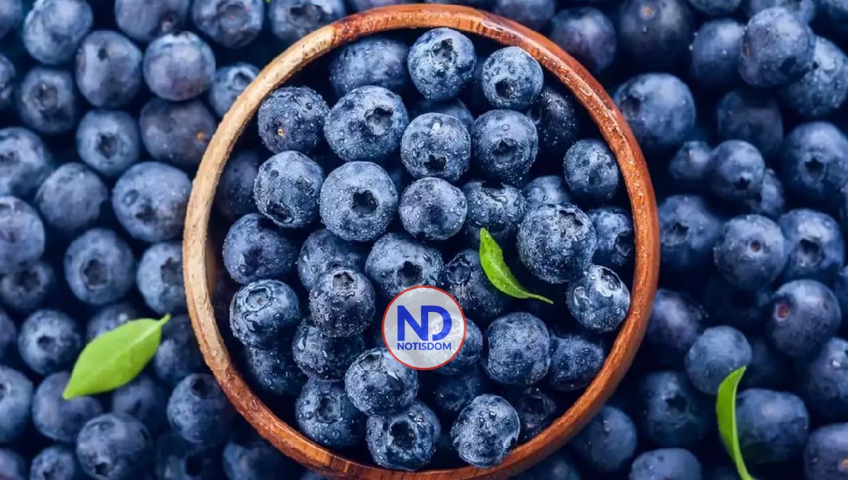 ¿Cuál es el efecto de los arándanos en el intestino?