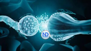 neuronas del cerebro