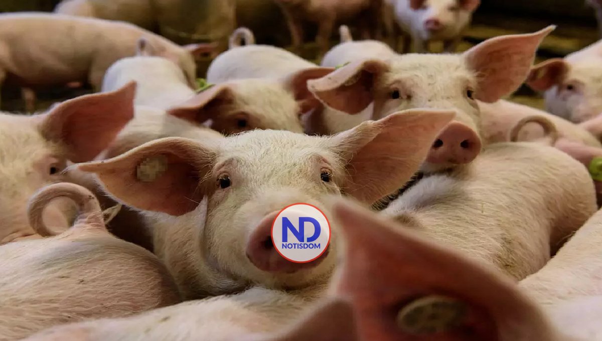 El estado de Míchigan (EE.UU.) detecta un caso humano de gripe porcina