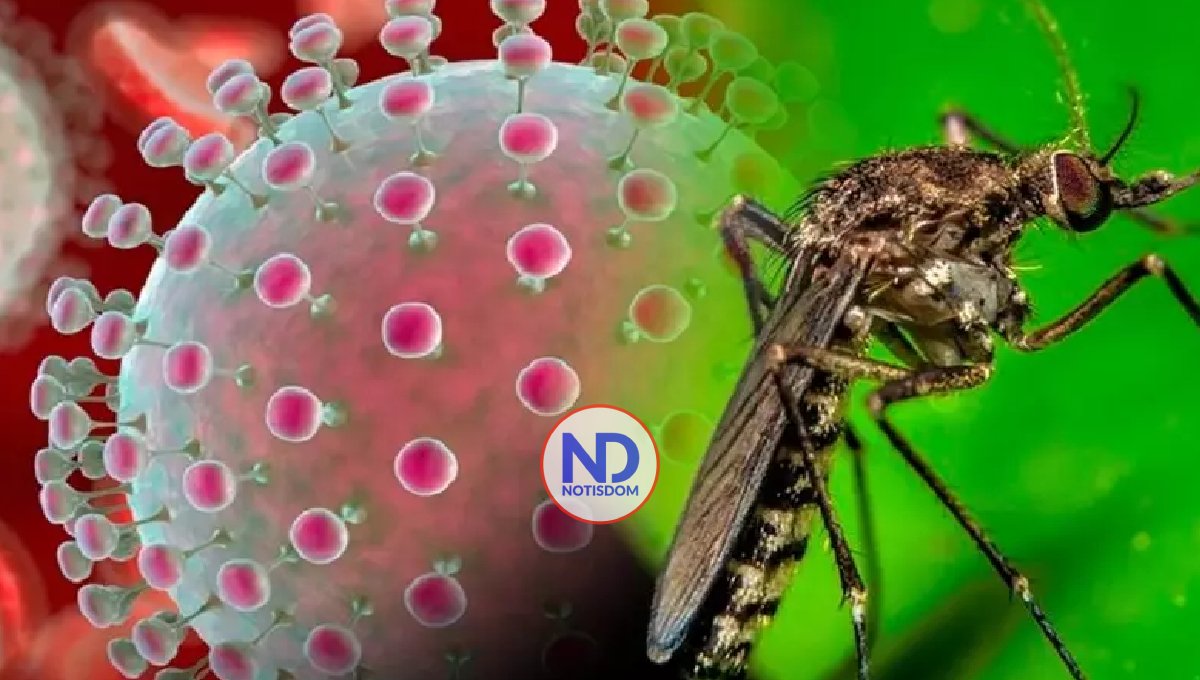 Brasil registra un caso de anomalía congénita de un bebe asociado al virus oropouche