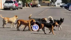 Brote de garrapata afecta comunidad de Camboya en Santiago