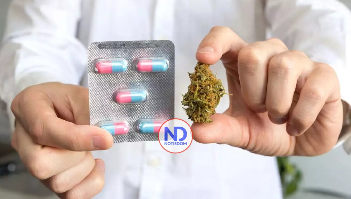 Farmacias de Uruguay pondrán a la venta una variante más fuerte de marihuana