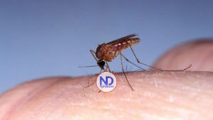 ¿Cómo prevenir el virus del oropouche? recomendaciones de SP