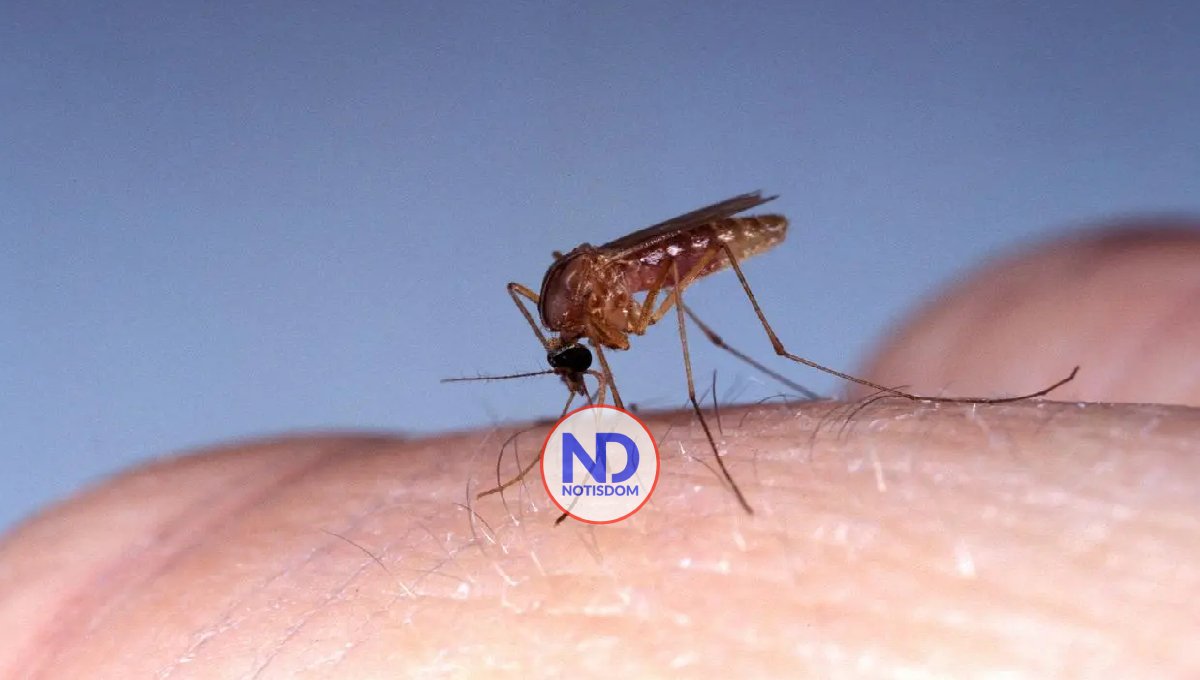 ¿Cómo prevenir el virus del oropouche? recomendaciones de SP