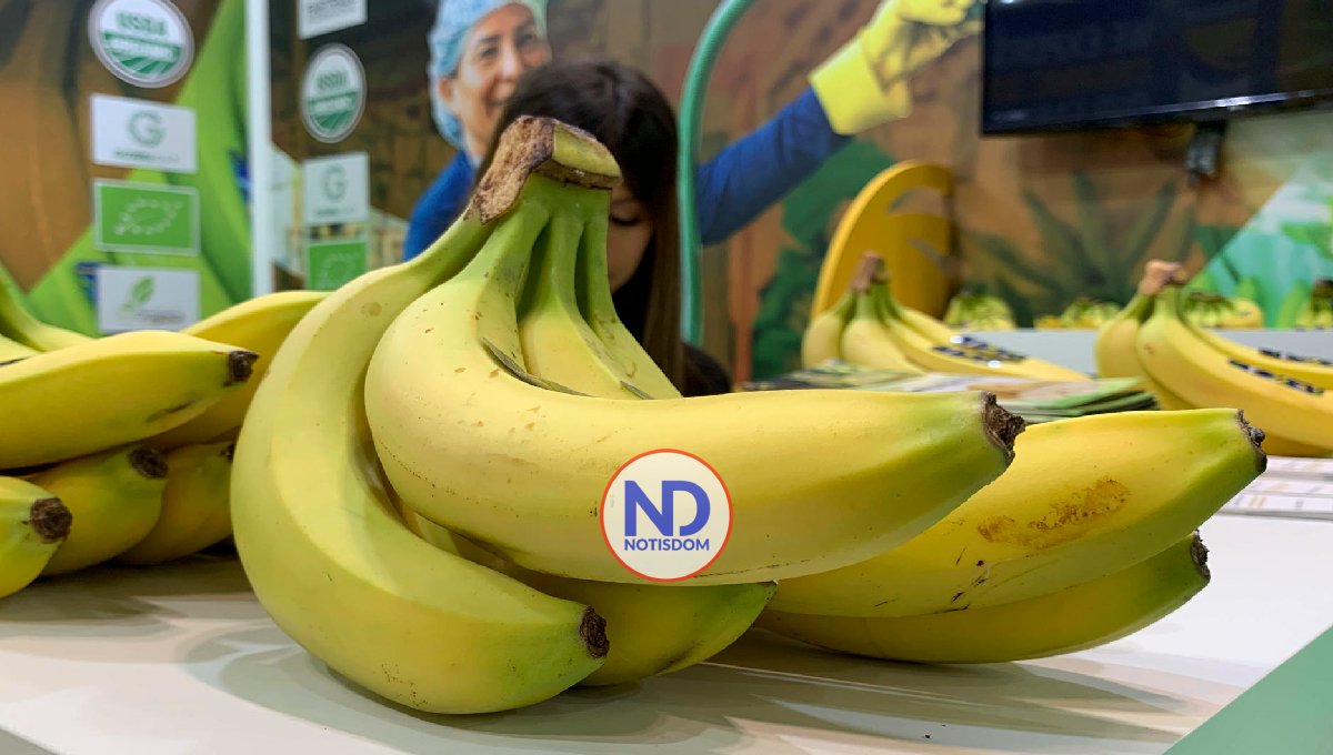 Productores latinoamericanos de babano exigen valor real del producto