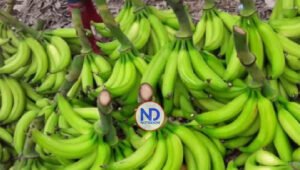 Agricultura llama a consumir plátanos ante sobreproducción