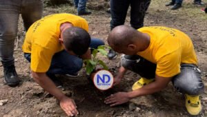 Realizan reforestación con privados de libertad en la cuenca del Río Nizao