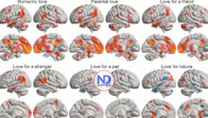 Un estudio revela cómo seis tipos de amor activan diferentes regiones del cerebro