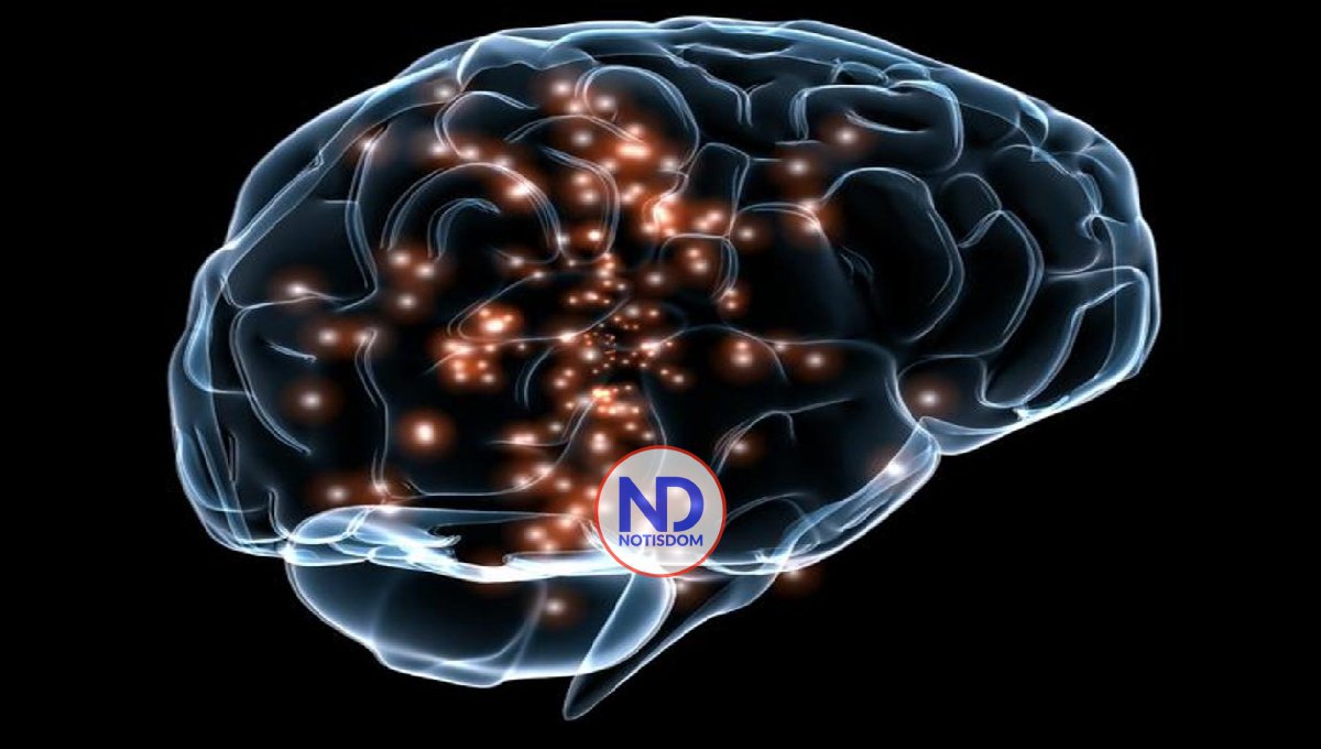 Descubren células no neuronales (astrocitos) que también procesan la memoria 2 Descubren células no neuronales (astrocitos) que también procesan la memoria