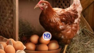 ¿Fue primero el huevo o la gallina? Un estudio científico tiene la respuesta