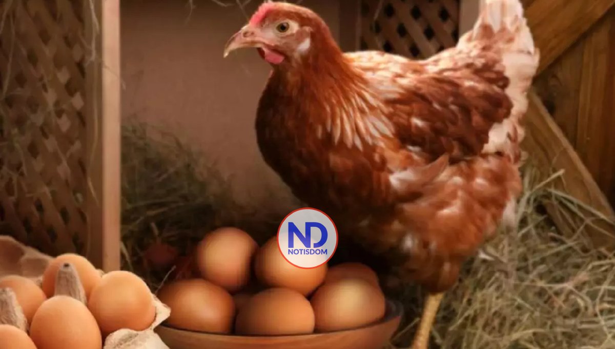 ¿Fue primero el huevo o la gallina? Un estudio científico tiene la respuesta