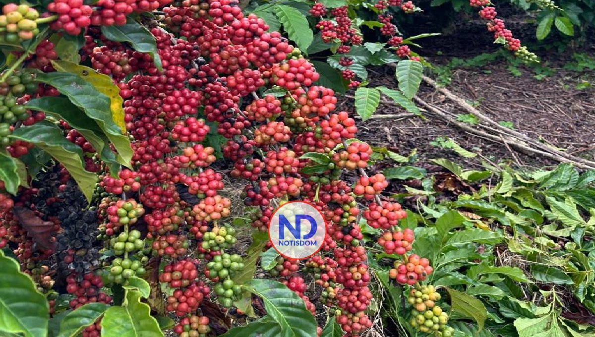 Alzas de precios del café genera bonanza en zonas cafetaleras