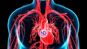 Crean gemelos digitales del corazón para realizar simulaciones de operaciones de arritmias