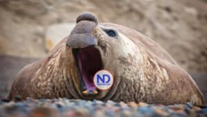 La gripe aviar altamente patógena merma la colonia de elefantes marinos