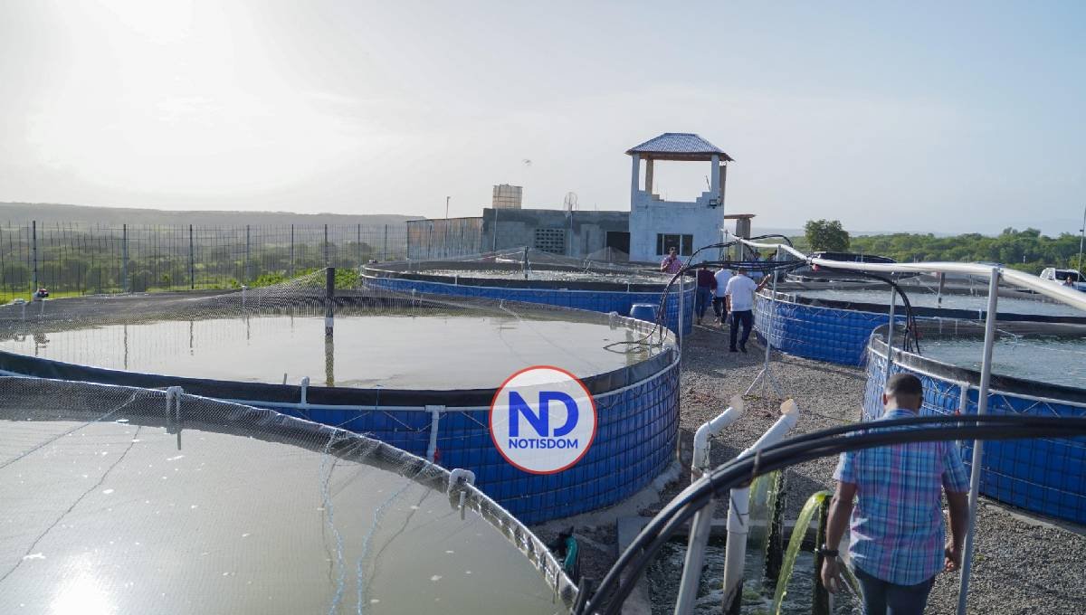 Los dominicanos aprenden a producir y comer tilapias