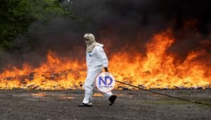 Dominicana incinera cocaina valorada en 250 millones dólares