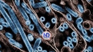 California declara emergencia por gripe aviar. ¿Qué tan grave es la situación?