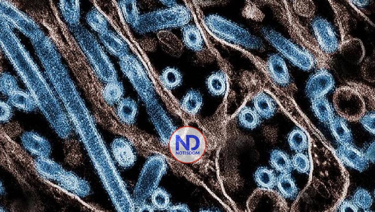 California declara emergencia por gripe aviar. ¿Qué tan grave es la situación?