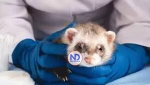 Las mordeduras de hurones pueden transmitir rabia, infecciones y parásitos, según especialista