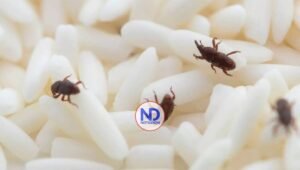 Gorgojos en la cocina: cómo prevenir y eliminar esta molesta plaga